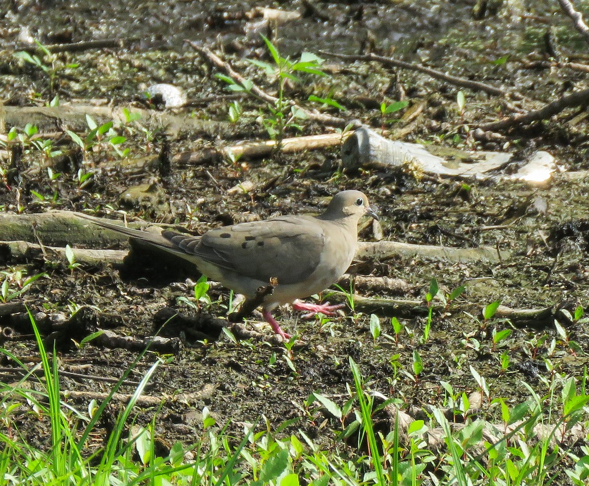 Mourning Dove - ML638302720