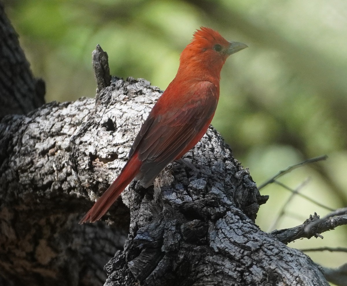 Hepatic Tanager - ML638302735