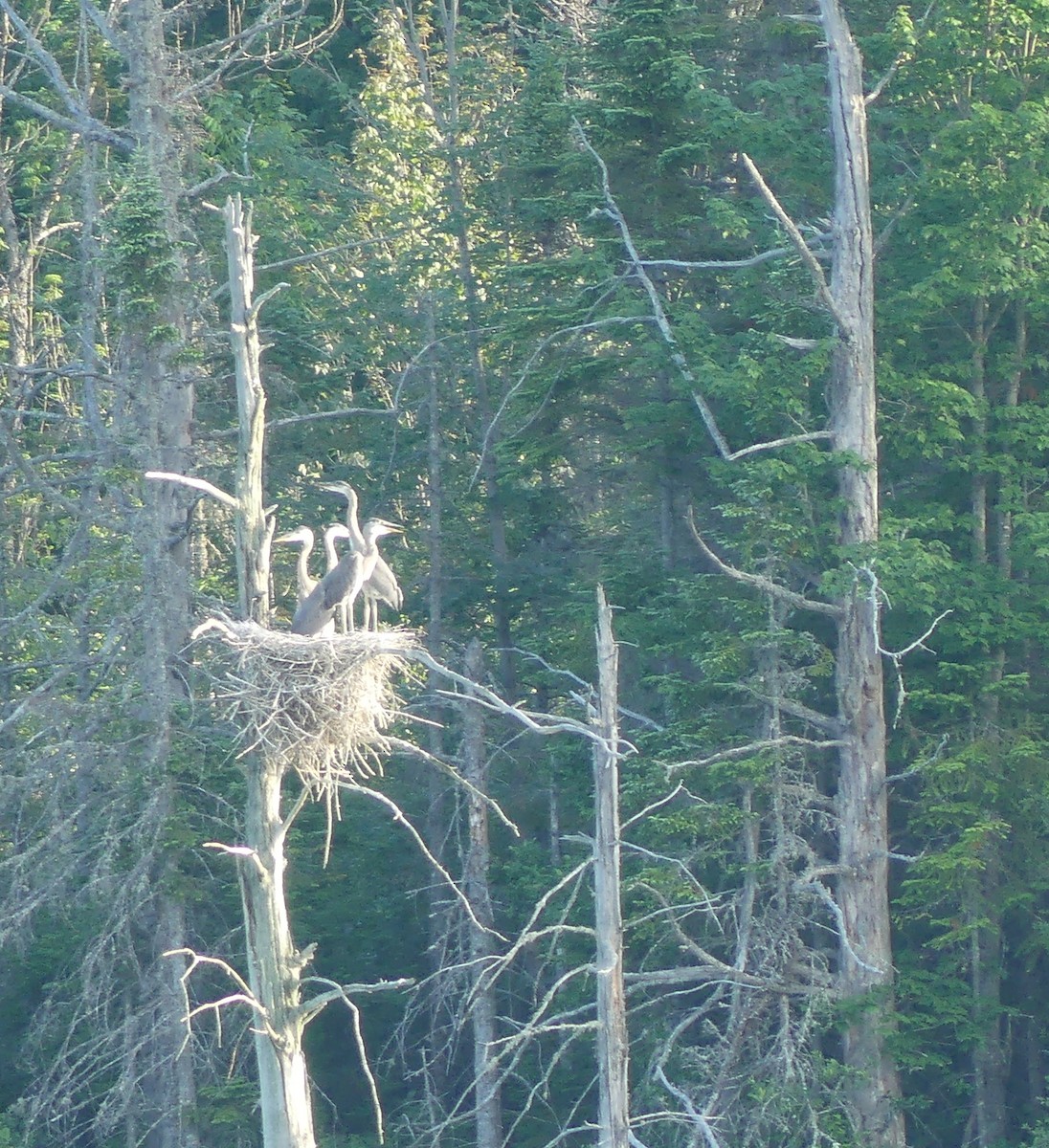 Great Blue Heron - ML638302736