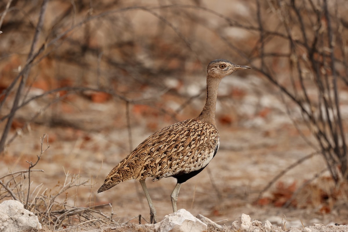 Red-crested Bustard - ML638302748