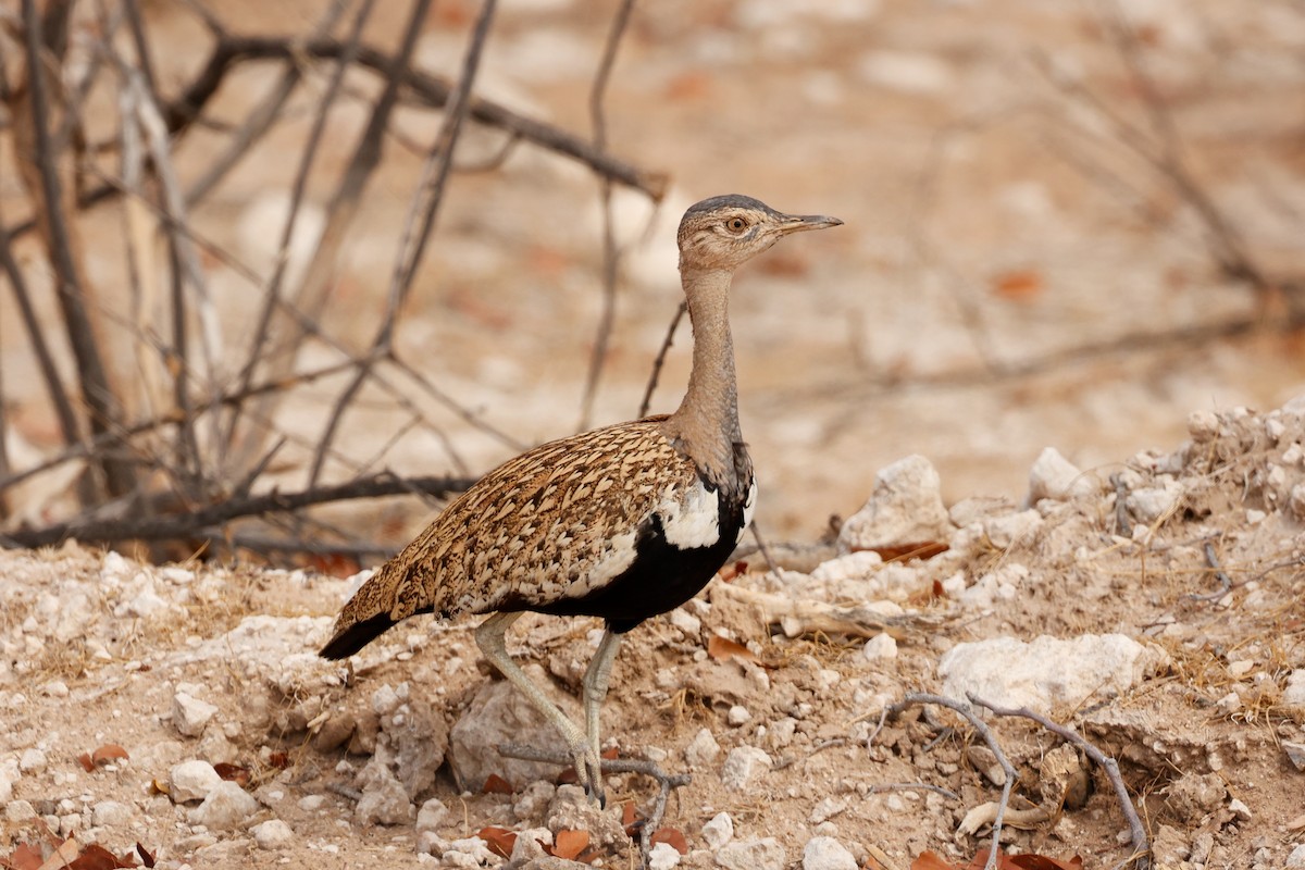 Red-crested Bustard - ML638302749