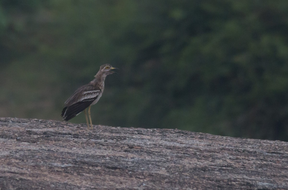 Indian Thick-knee - ML638302761