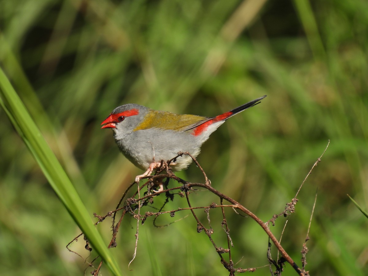 Red-browed Firetail - ML638302767