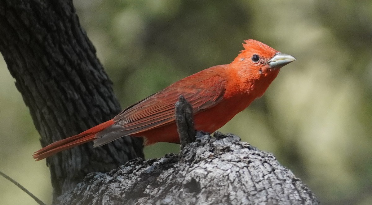 Hepatic Tanager - ML638302776