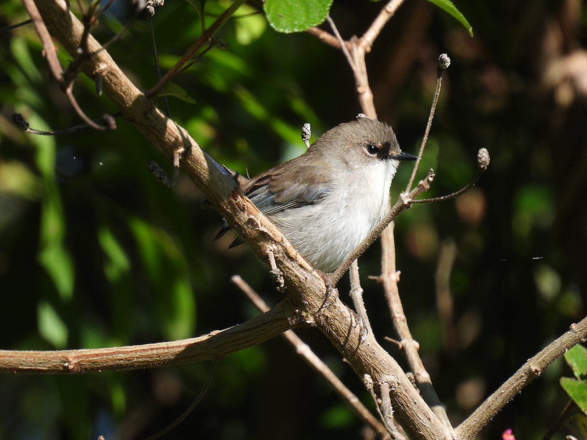Superb Fairywren - ML638302779