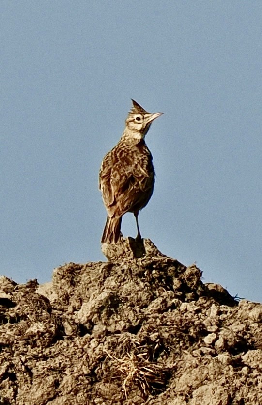 Crested Lark - ML638302804