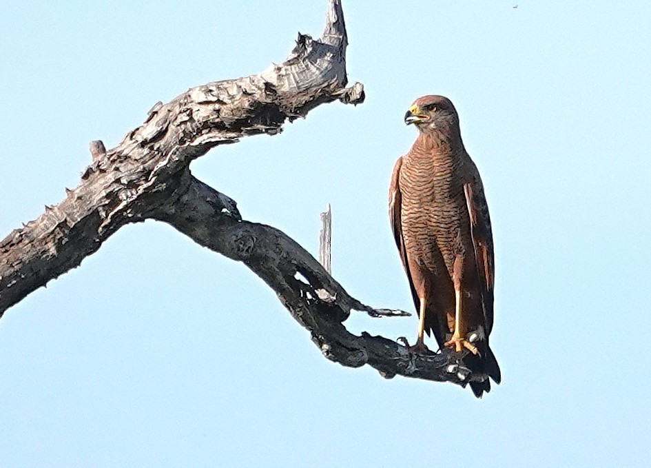 Savanna Hawk - ML638302809