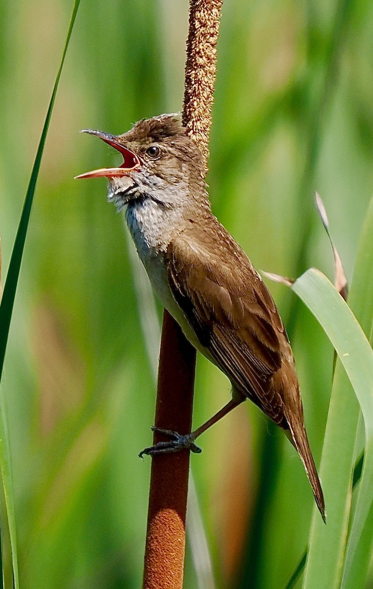 Great Reed Warbler - ML638302810