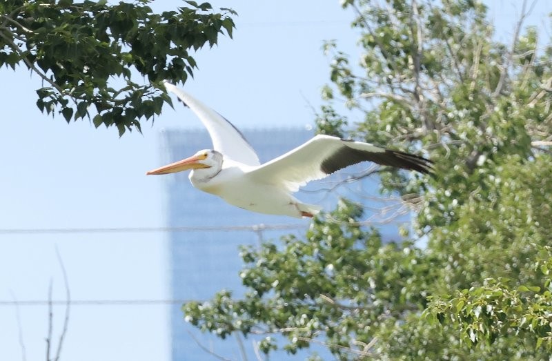 American White Pelican - ML638302852