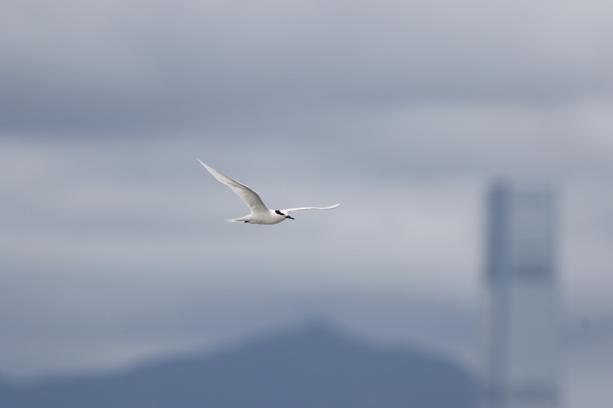 蒼燕鷗 - ML638302865