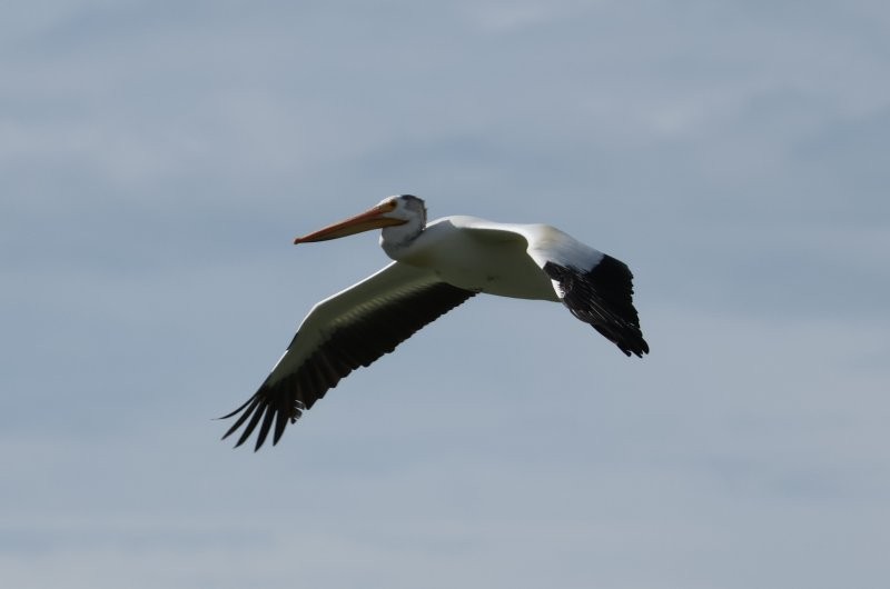 American White Pelican - ML638302866