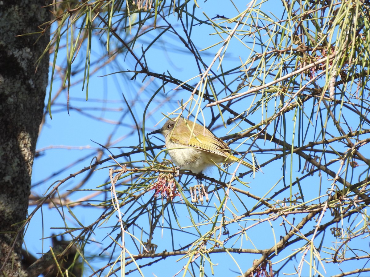 Brown Honeyeater - ML638302869