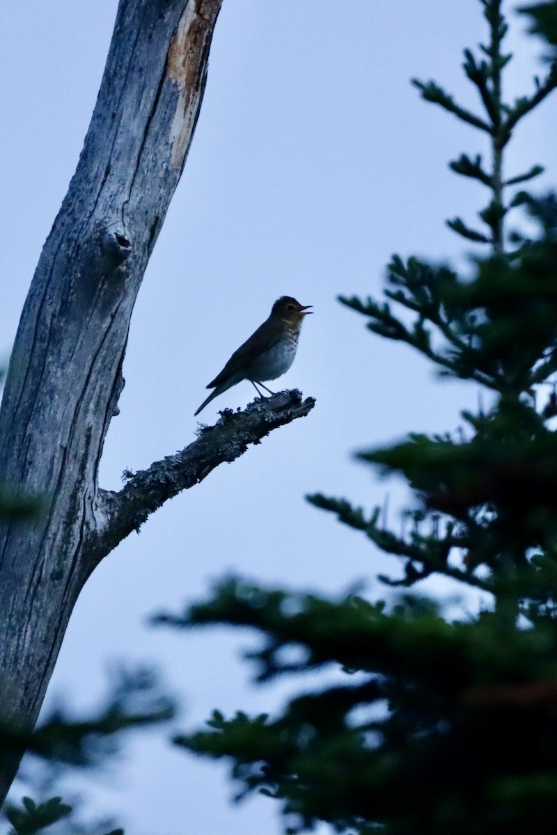 Swainson's Thrush - ML638302872