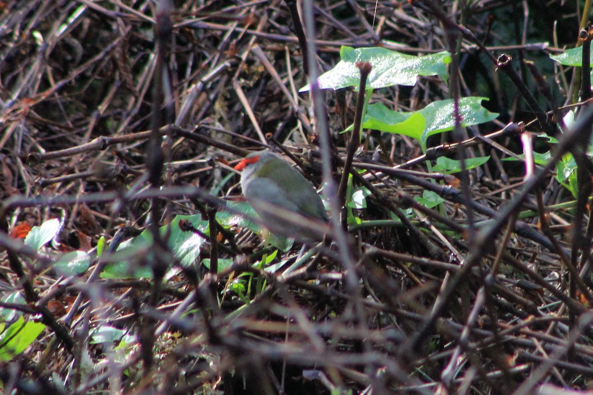 Red-browed Firetail - ML638302880