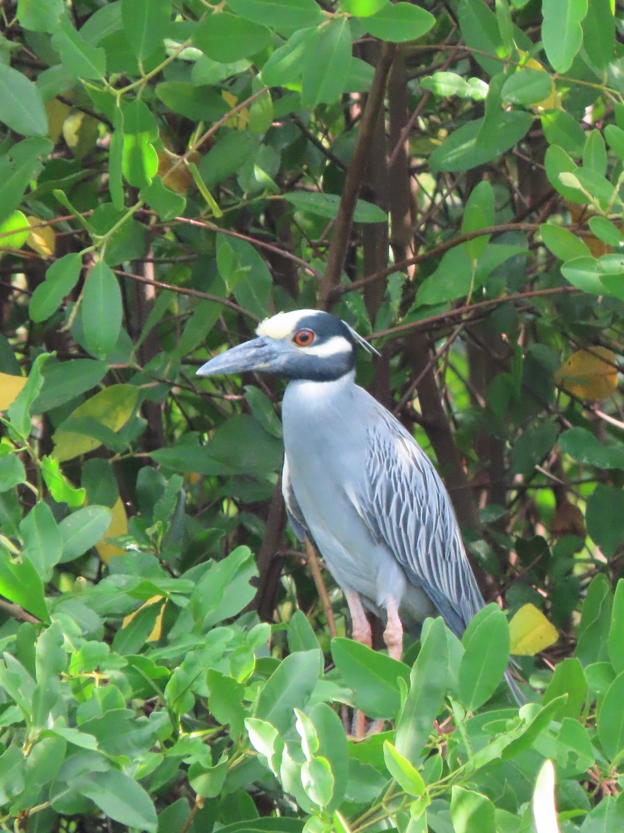 Yellow-crowned Night Heron - ML638302881