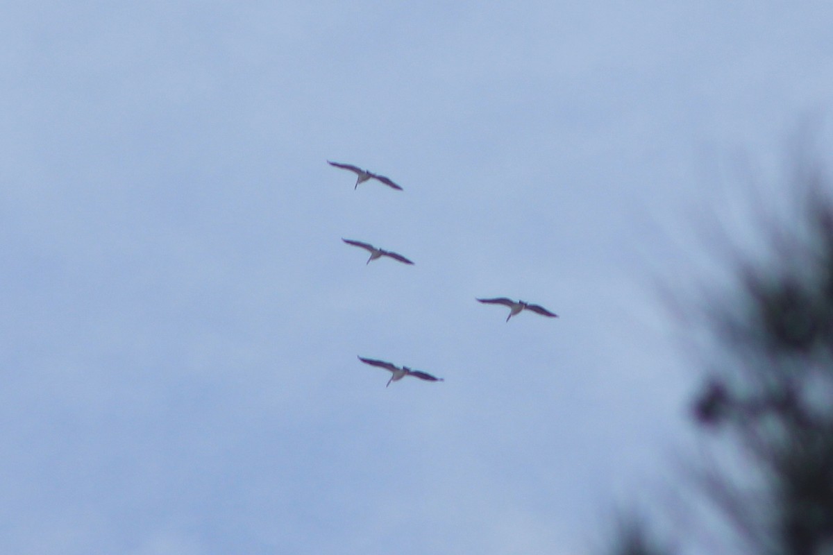Australian Pelican - ML638302882