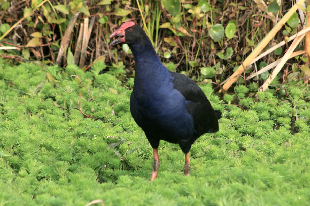 Australasian Swamphen - ML638302891