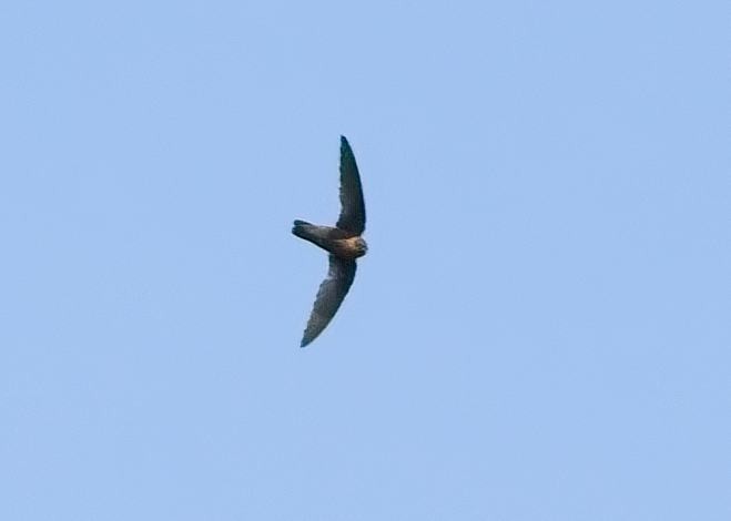 Chestnut-collared Swift - ML638302914