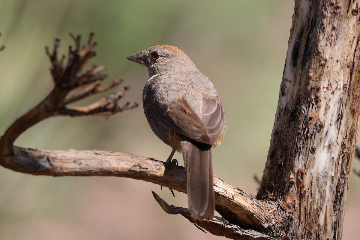 Canyon Towhee - ML638302915