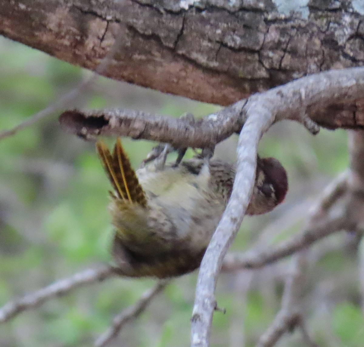 Golden-tailed Woodpecker - ML638302916