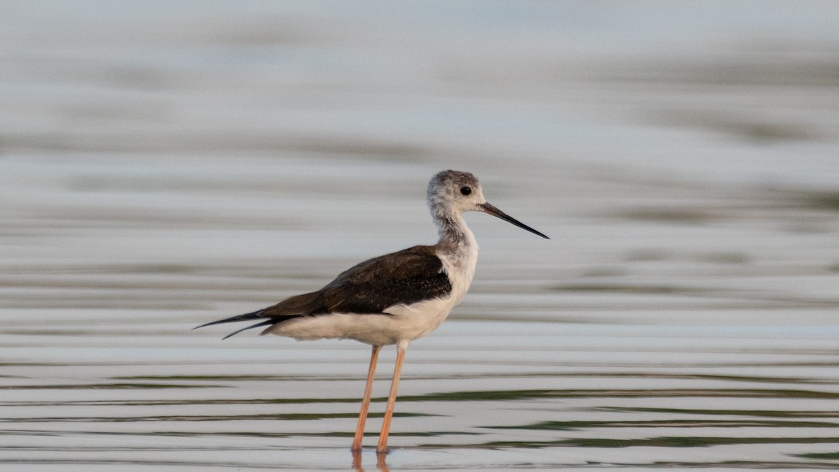 Black-winged Stilt - ML638302919