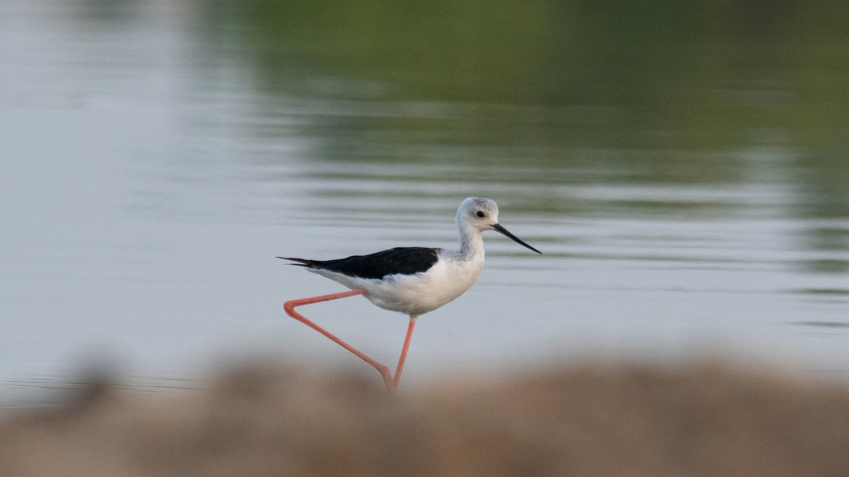 Black-winged Stilt - ML638302920