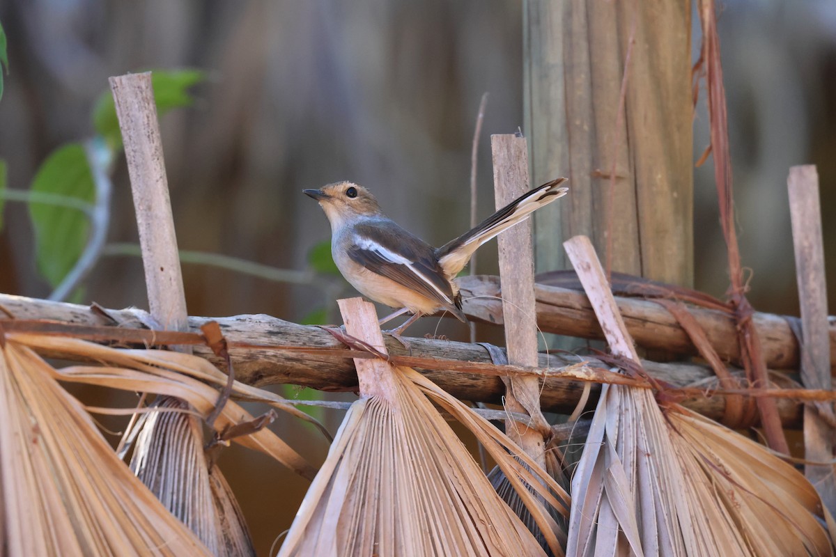 Madagascar Magpie-Robin (White-winged) - ML638302939