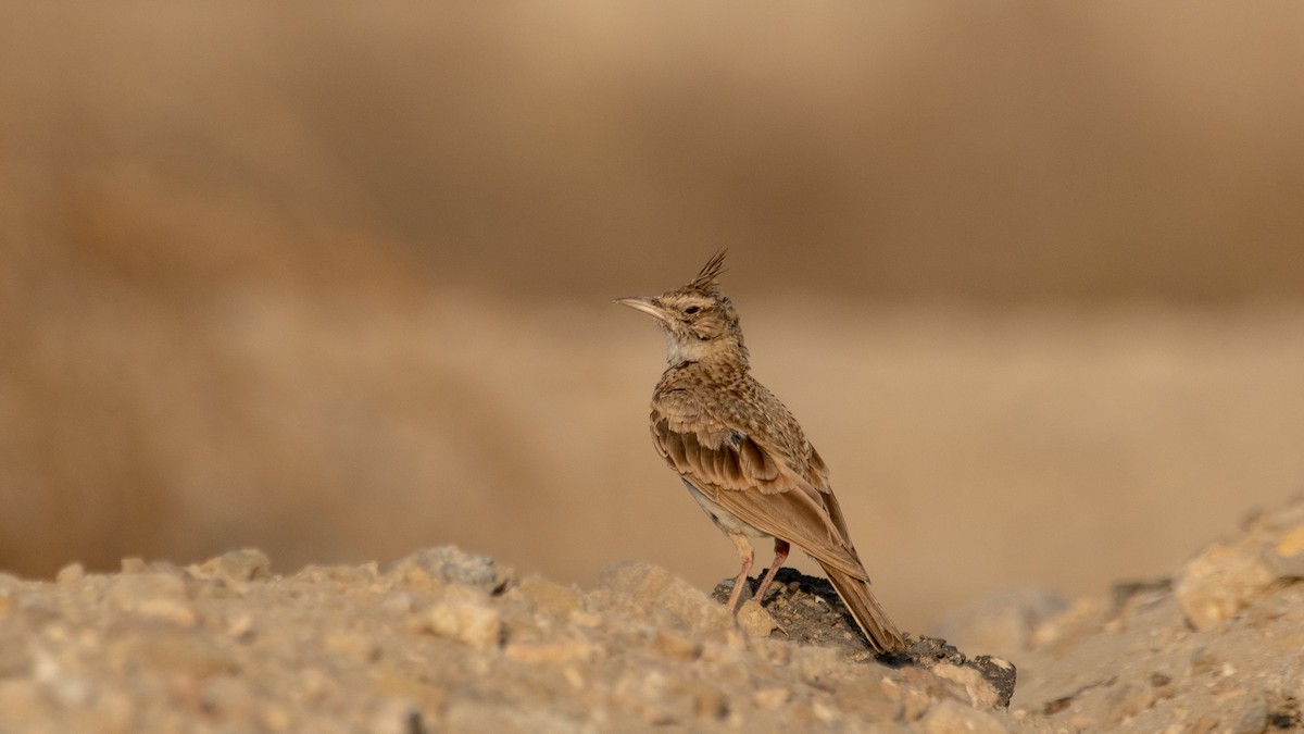 Crested Lark - ML638302943