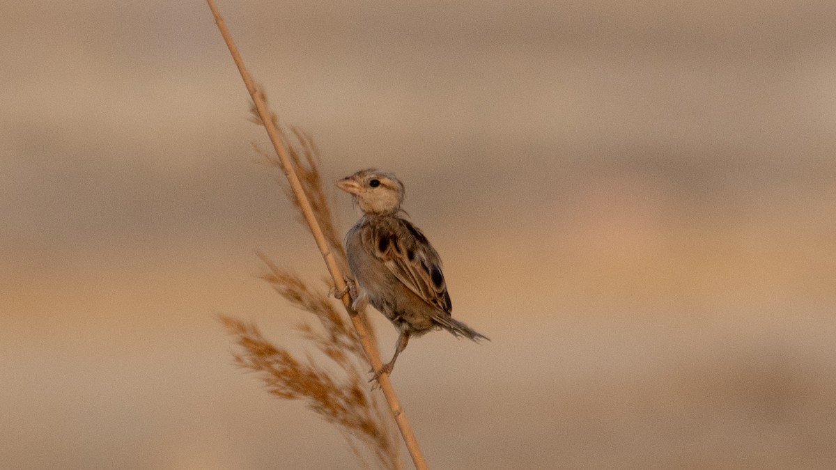Spanish Sparrow - ML638302947
