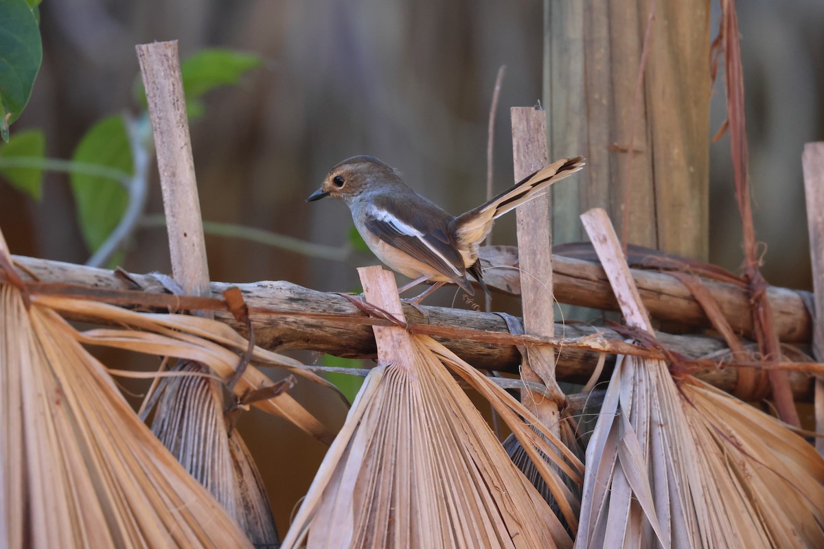 Madagascar Magpie-Robin (White-winged) - ML638302950