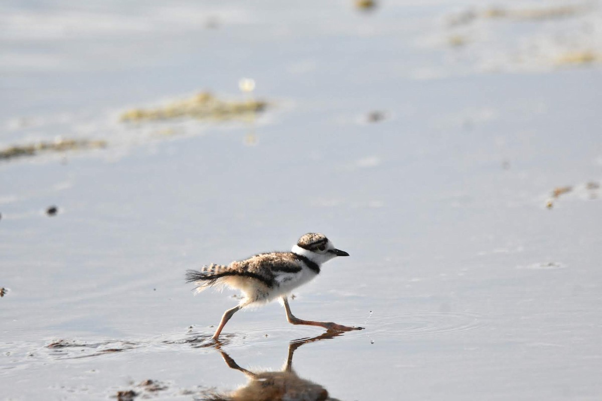Killdeer - ML638302964