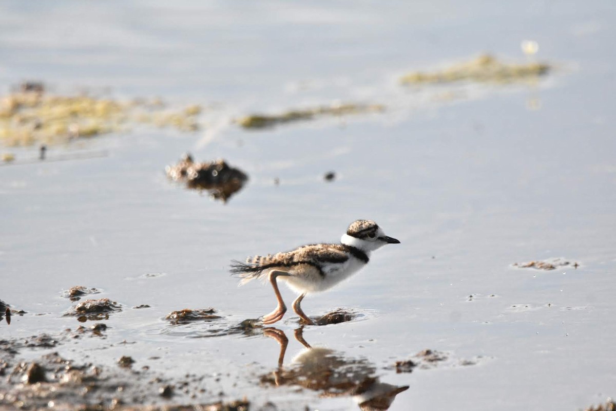 Killdeer - ML638302965
