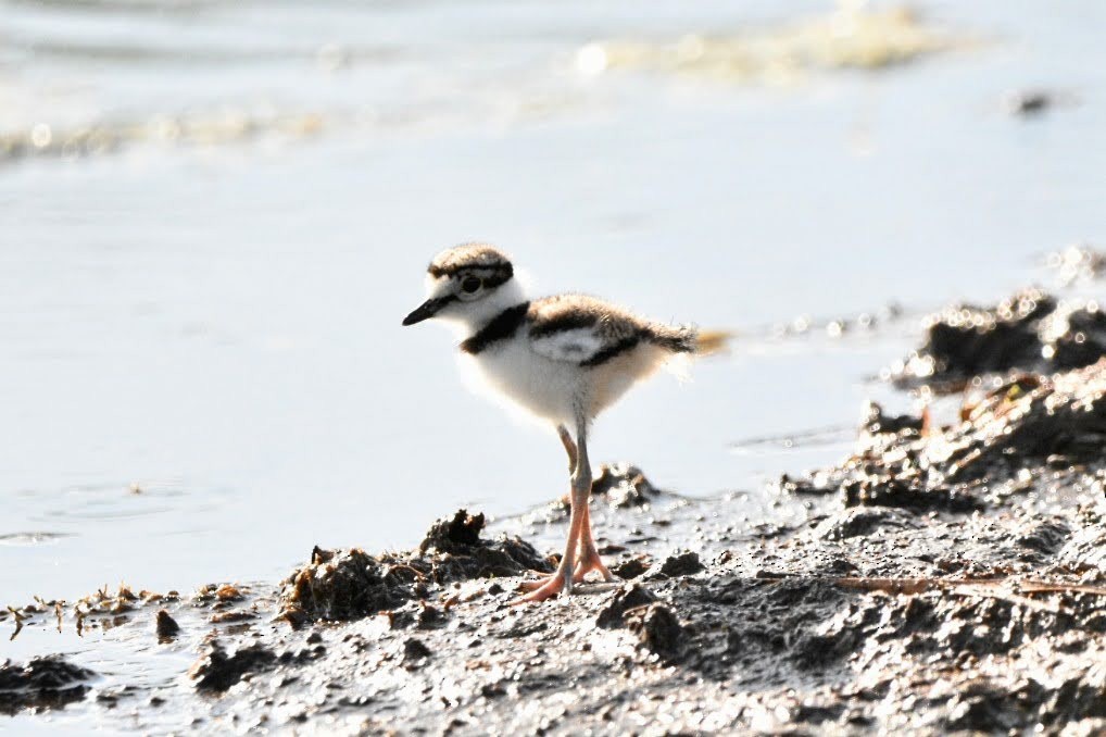 Killdeer - ML638302966