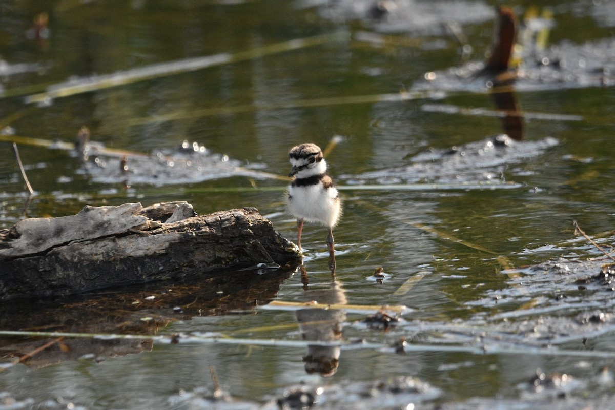 Killdeer - ML638302969