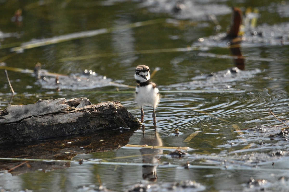 Killdeer - ML638302970