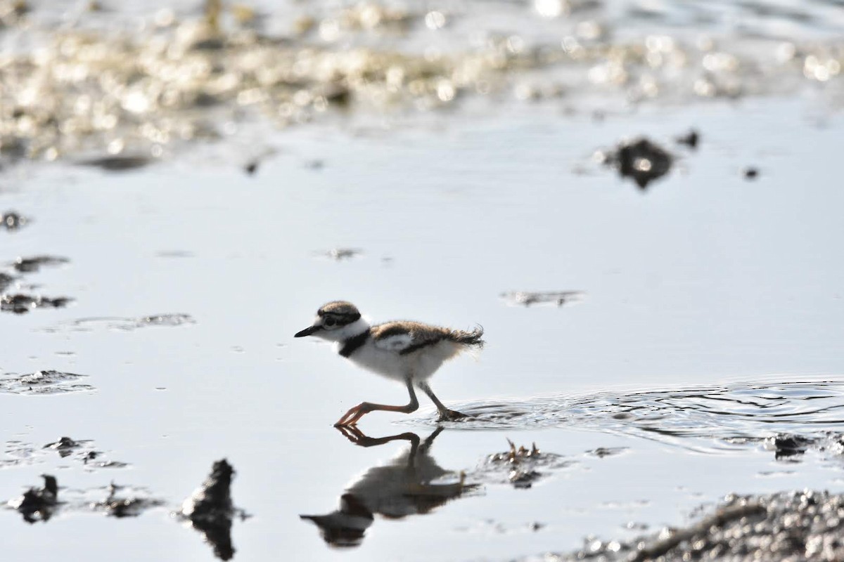 Killdeer - ML638302972