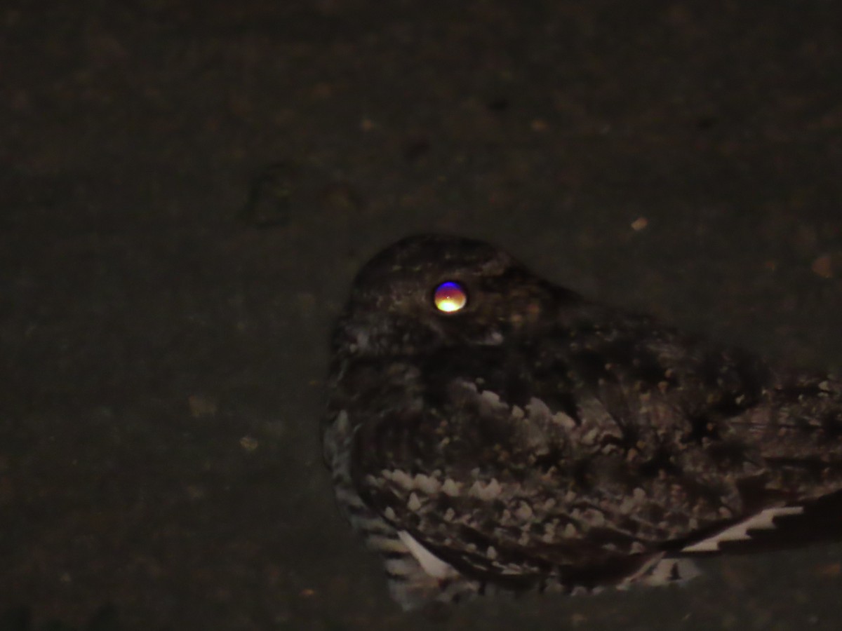 Common Poorwill - ML638302975