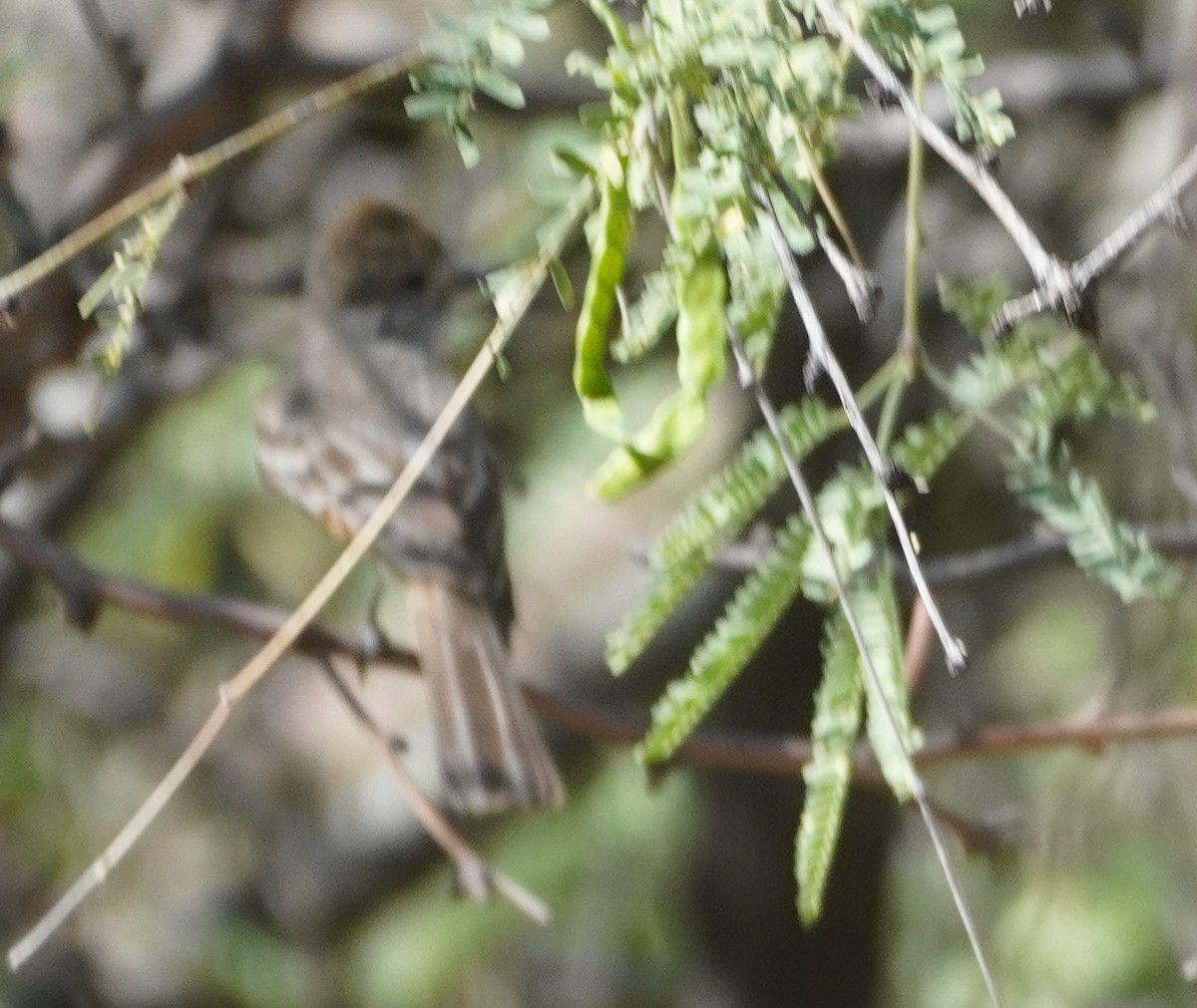Dusky-capped Flycatcher - ML638302976