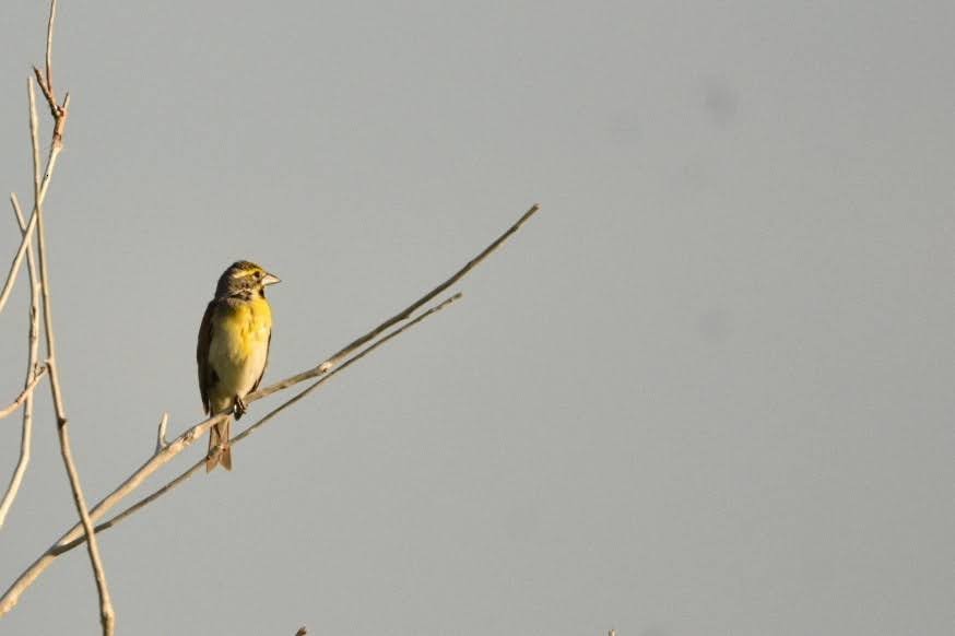 Dickcissel - ML638302986