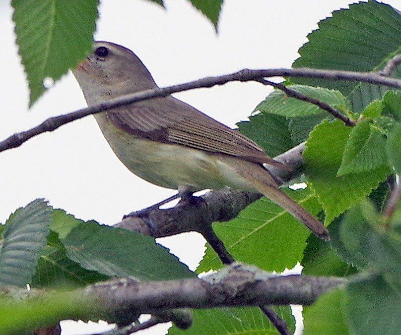 Warbling Vireo - ML638302987
