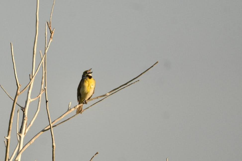 Dickcissel - ML638302993