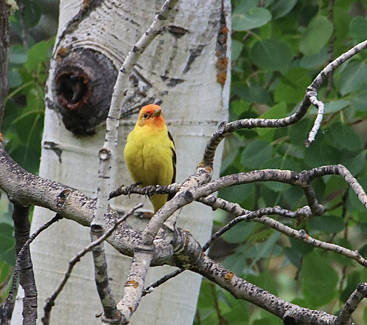 Western Tanager - ML638302995