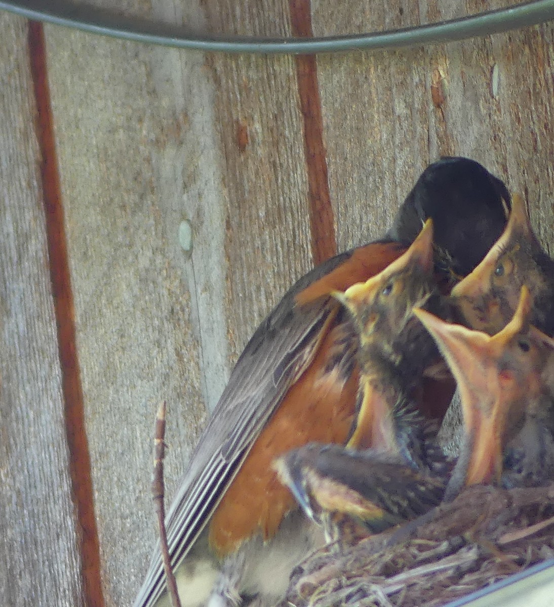 American Robin - ML638302996