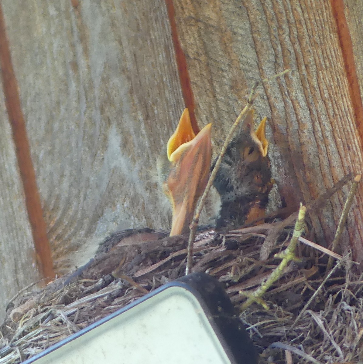 American Robin - ML638302998