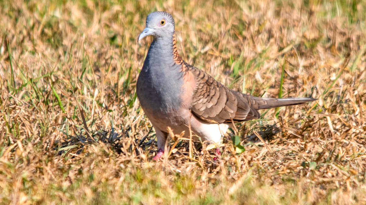 Bar-shouldered Dove - ML638303000
