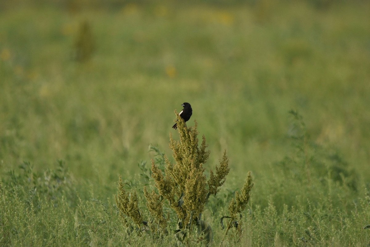 Lark Bunting - ML638303002