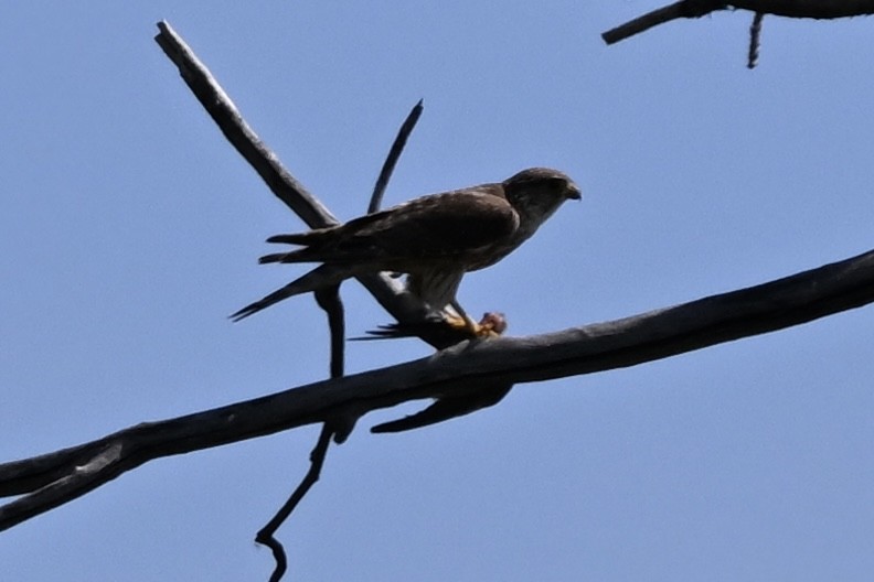 Merlin - ML638303003