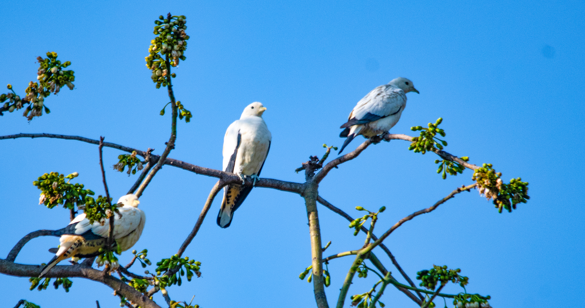 Torresian Imperial-Pigeon - ML638303004