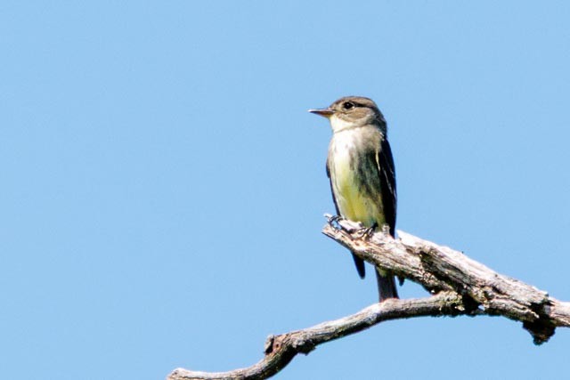 tyranovec severský - ML638303005