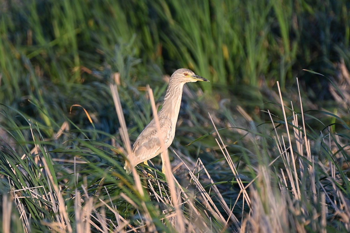 Black-crowned Night Heron - ML638303007